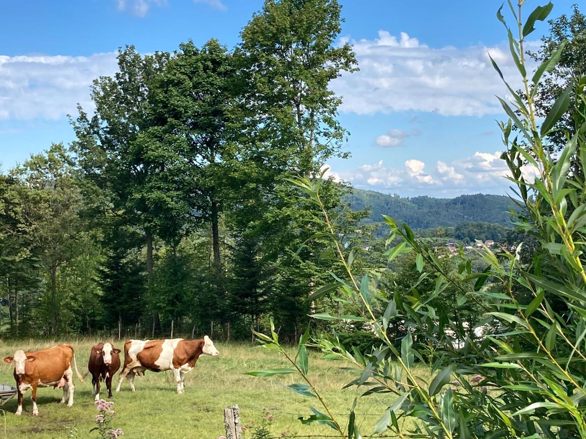 Vogesenparadies Kirchberg Exteriör bild